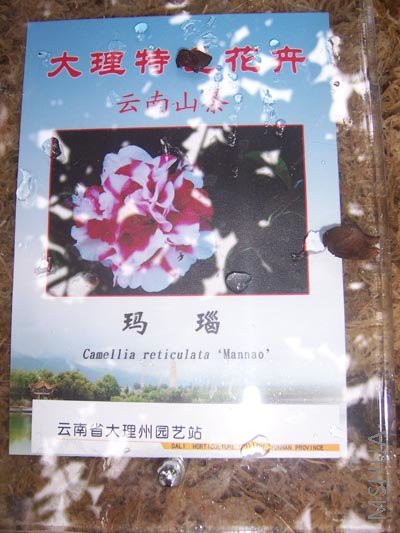 100_4083.JPG
