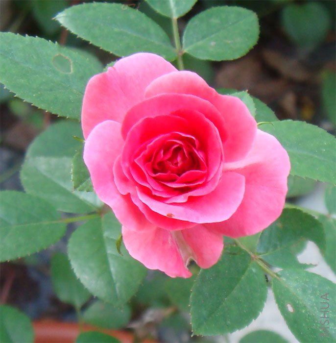 ������΢��