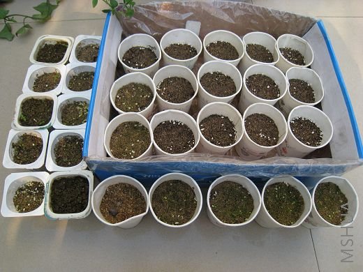 ��ֽ���ﲥ������