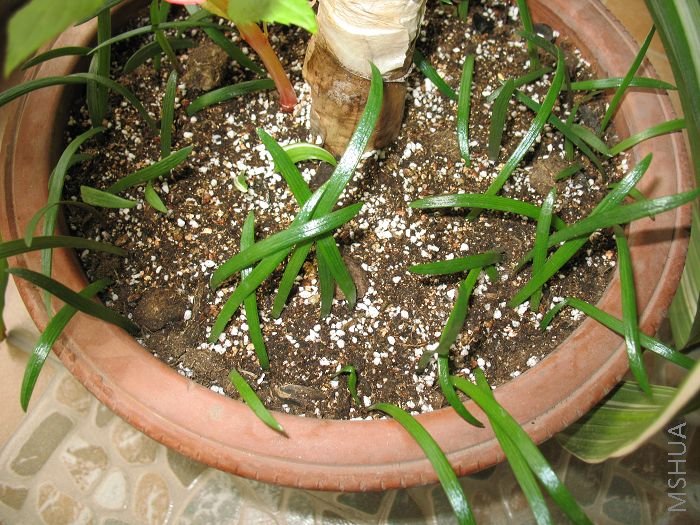 �춥����2008.8.28 (8).jpg