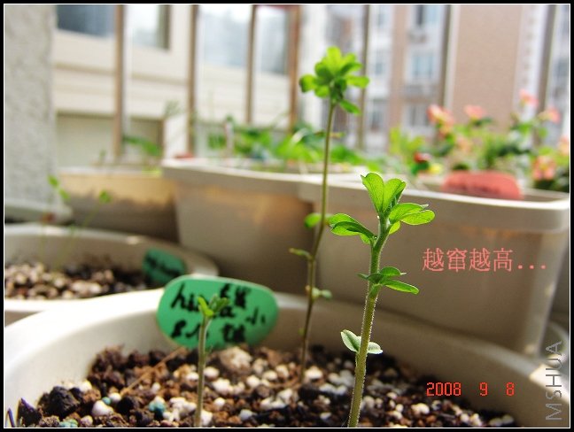 Oxalis hirta Խ��Խ����,���̻����ȵ���~