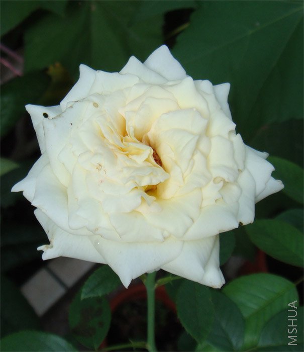 �����ɻ�����