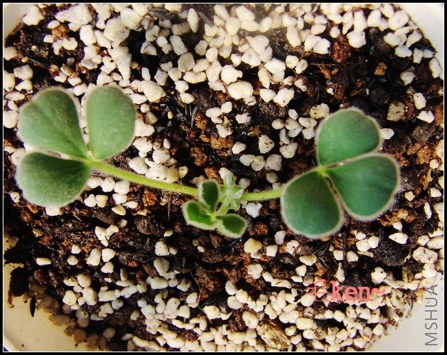 Oxalis melanosticta 'Ken Aslet'