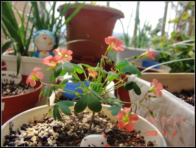 oxalis stenorrhyncha