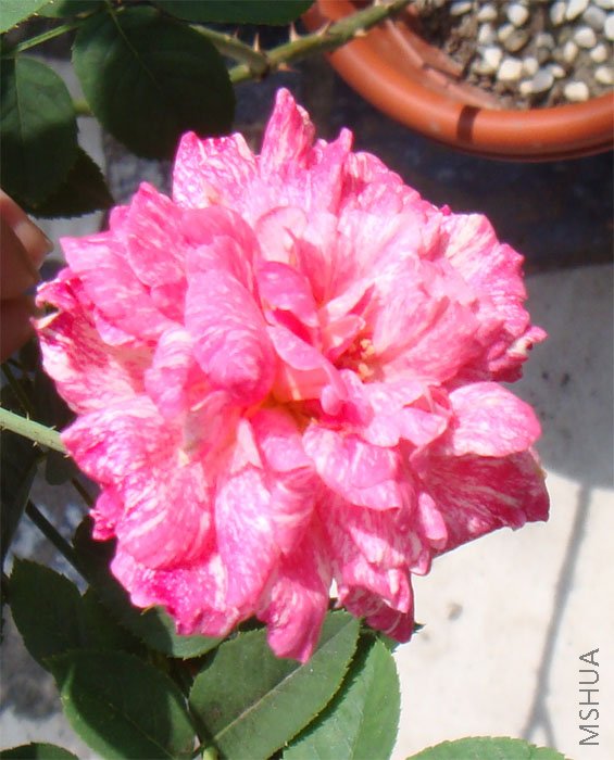 ��������Ǻ�С:(