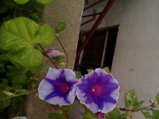 IMG0041A.jpg