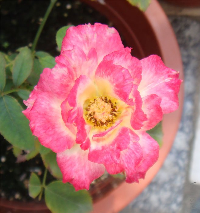 ��˫ϲɹ�ɺ����˻��ǲ���:(