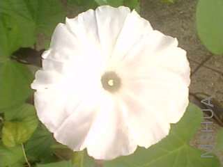 IMG0057A.jpg