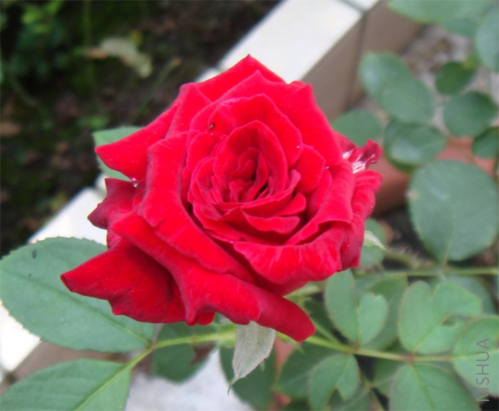 ǰ����Ļ���ʢ����