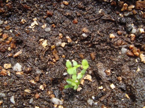 1������С����