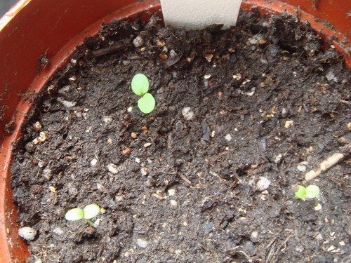 ����ˮ��