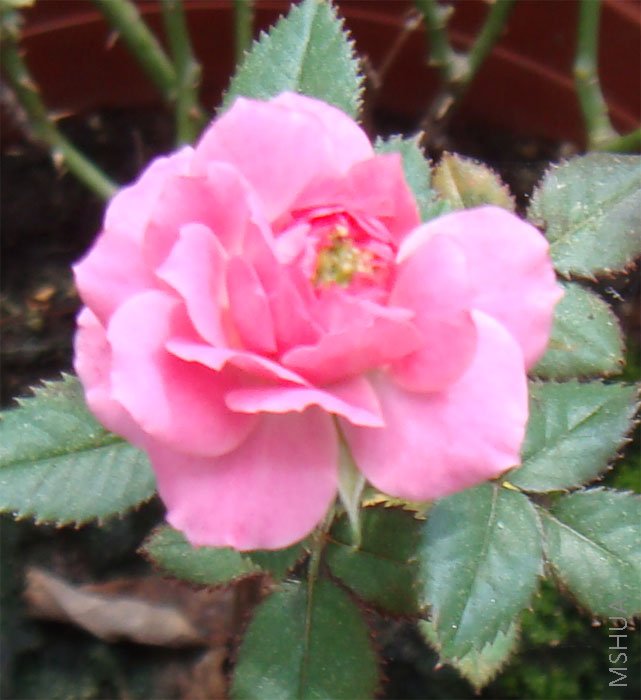 ��һ��΢������