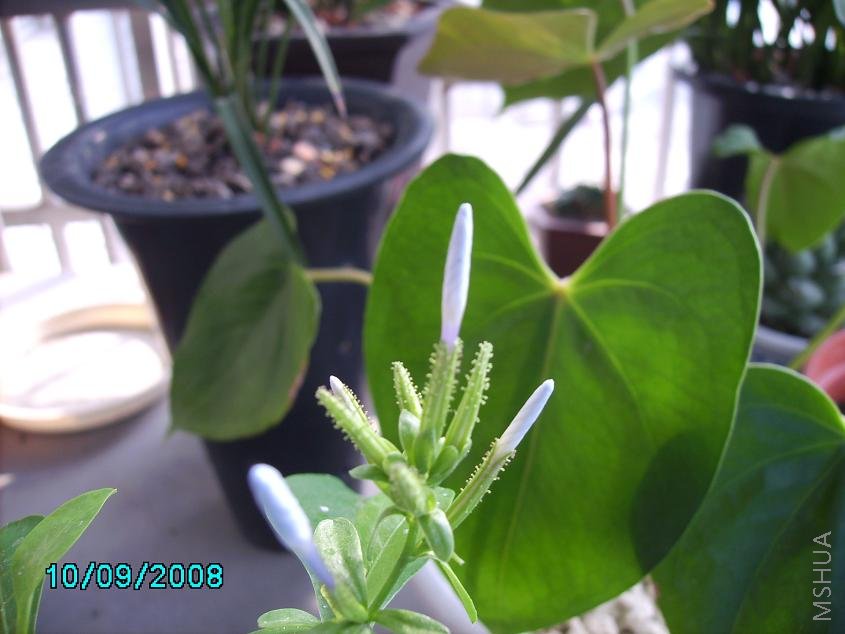 �����ÿɰ�