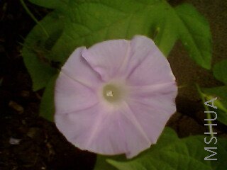 IMG0040A.jpg