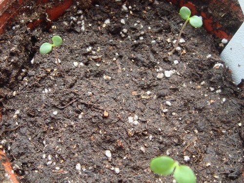 ������--��ķ����ָ