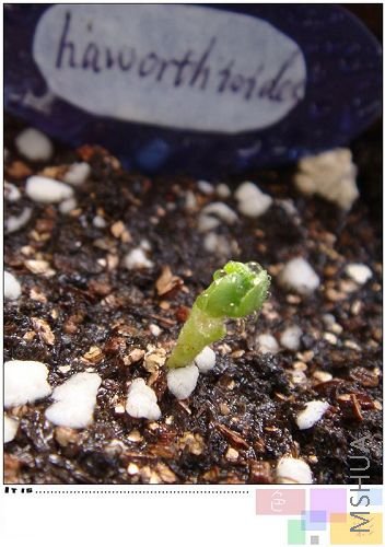 haworthioides��Ҫ��Ҷ����