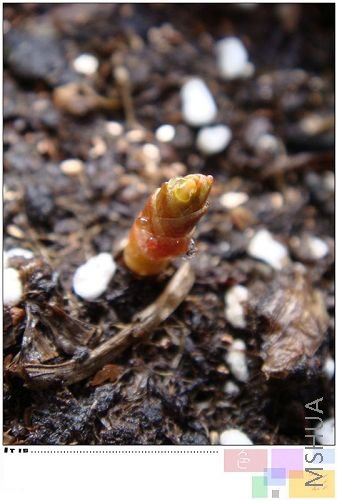 flava��ƨ�����ģ����ڳ��úܲ���ƨ���ˣ�P