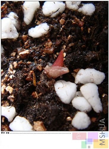 �۰�˫ɫ�ģ���ѿ�ˣ�����С