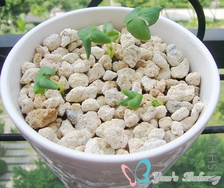 ɹ��3��̫����