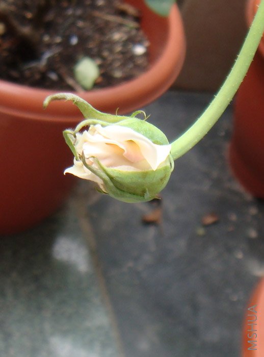 ��һ�׵Ļ���