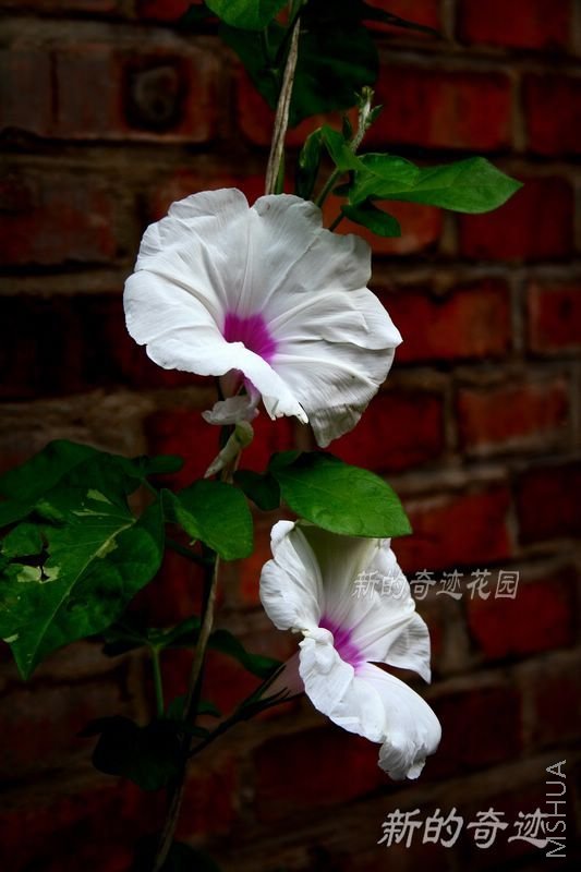 ��ϵǣţ3.jpg