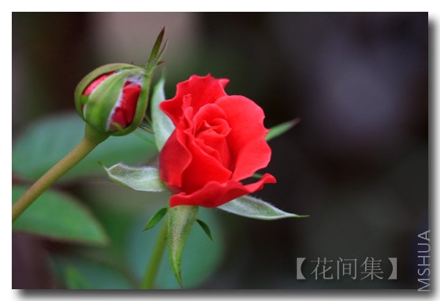 IMG_7559 ����.jpg