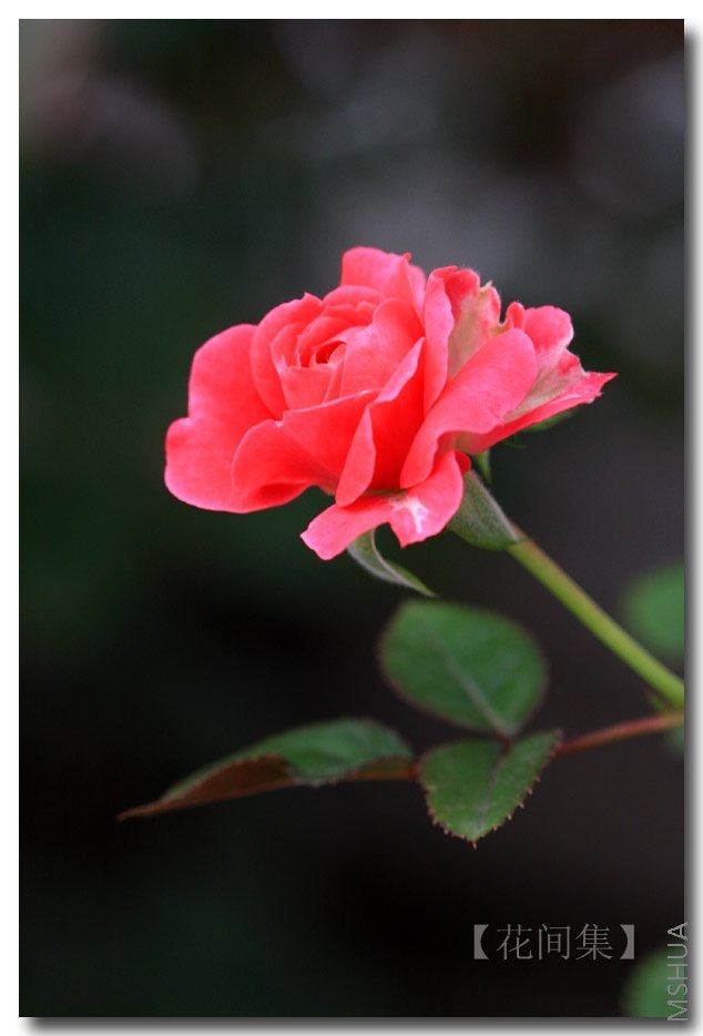 IMG_7558 ����.jpg