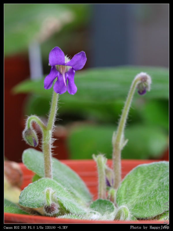 080914 �л�ʯ����s.jpg