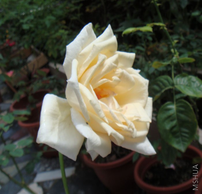 ż��"���տ�"��