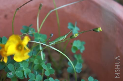 ������ֻ�������𡣳��ҵĻ���������