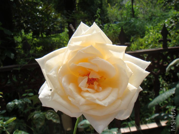 ��������Ц