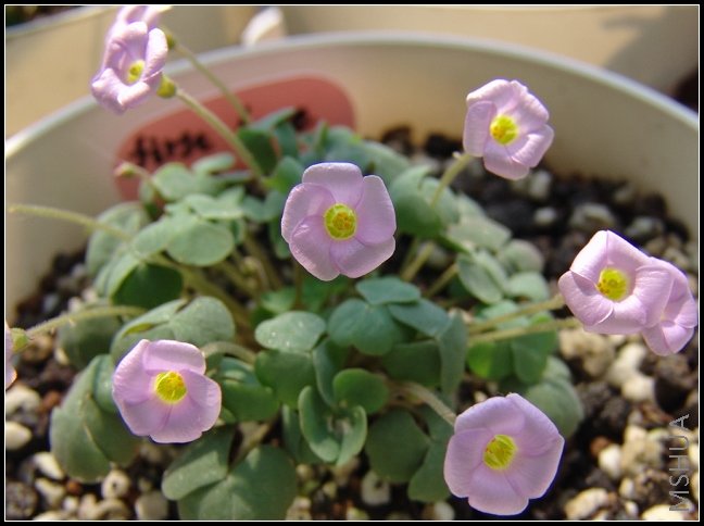 oxalis first love