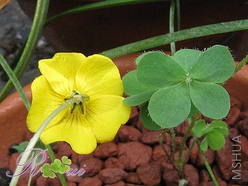 lobata-����Ҷ 29.jpg