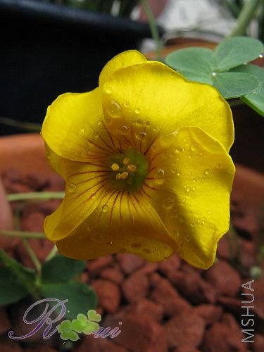 lobata-����Ҷ 30.jpg