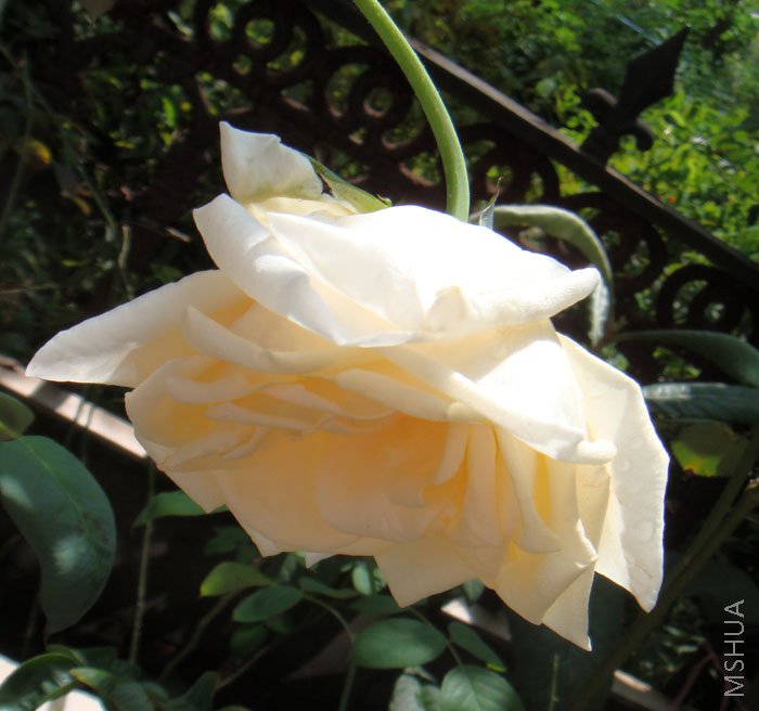 ż����,ż��ͷ����