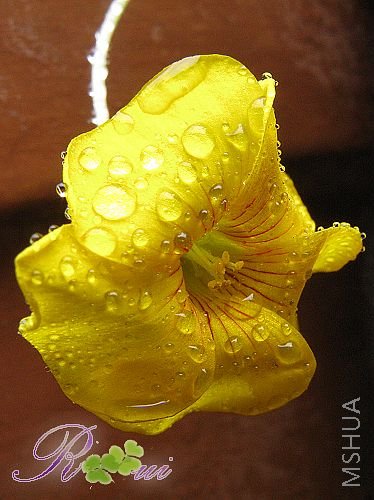 lobata-����Ҷ 26.jpg