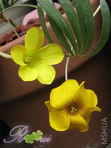 lobata-����Ҷ 17.jpg