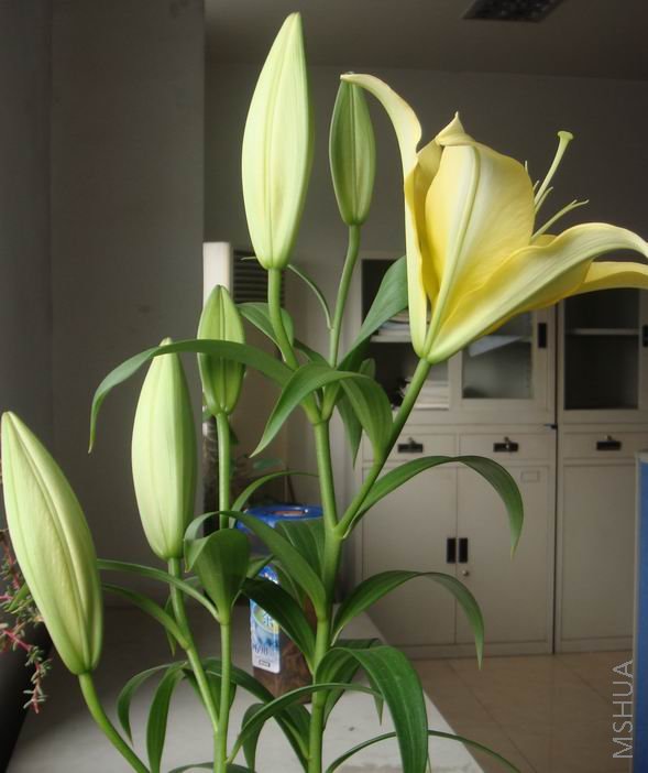 ʢ�µĶ���ҲҪȫ����