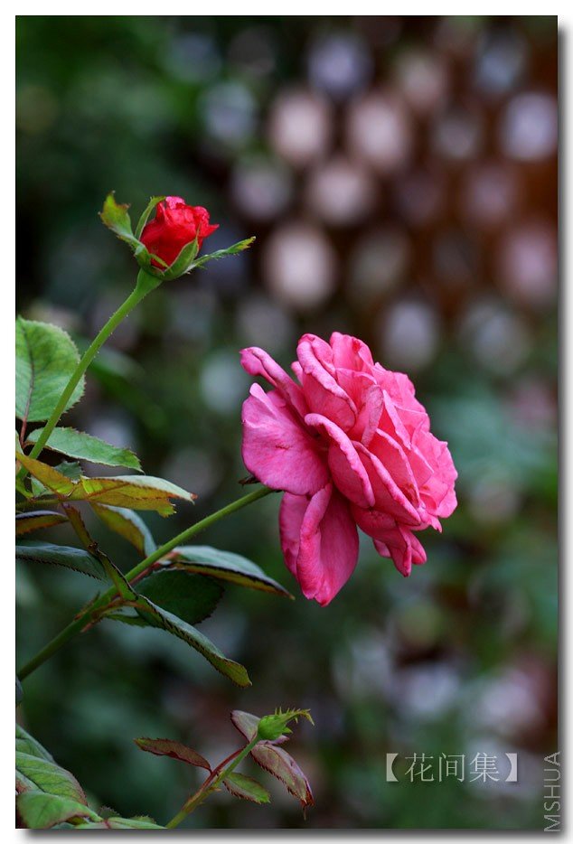 IMG_7469 ����.jpg