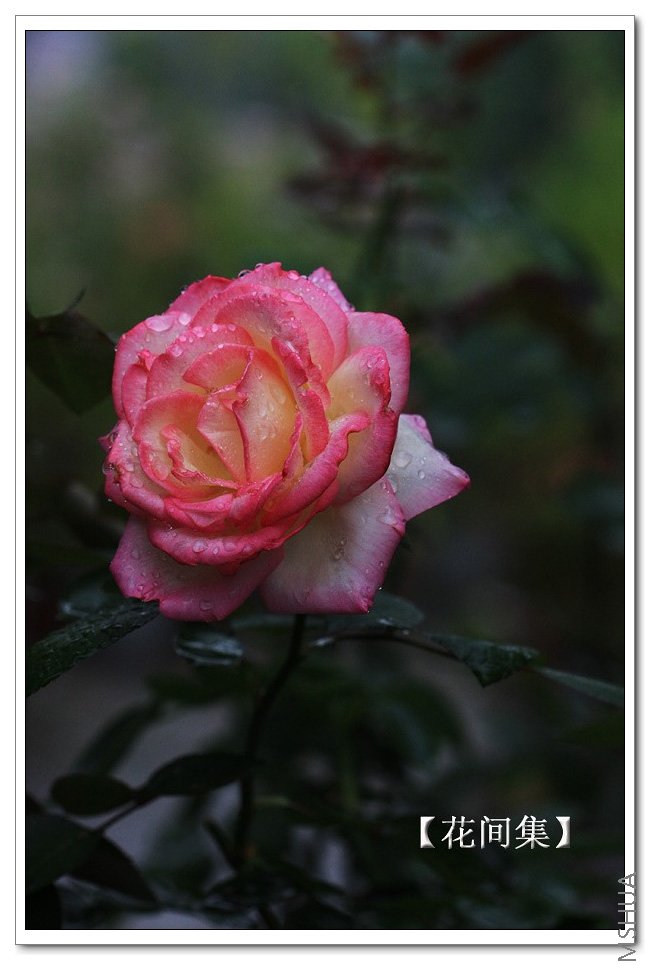 IMG_7601 ����.jpg