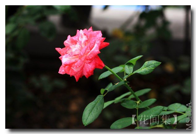 IMG_7470 ����.jpg