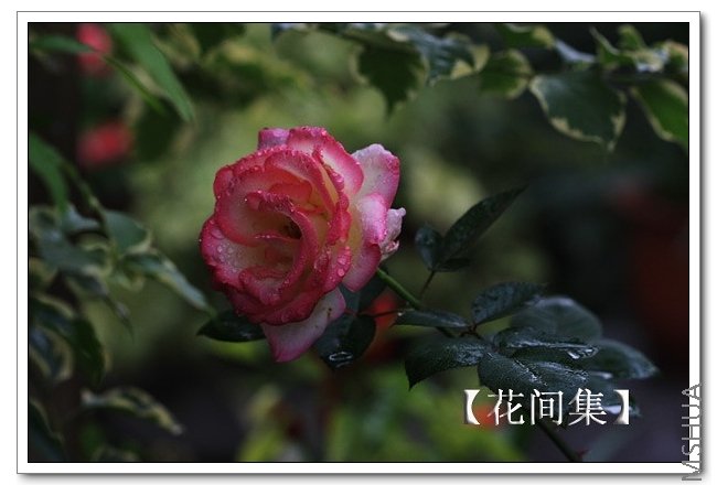 IMG_7600 ����.jpg