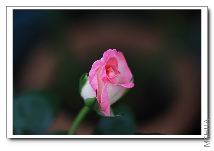 IMG_7497 ����.jpg