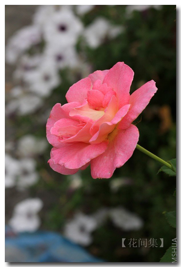 IMG_7561 ����.jpg