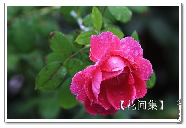 IMG_7618 ����.jpg