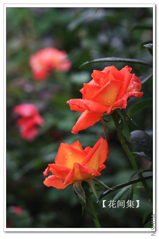 IMG_7590 ����.jpg