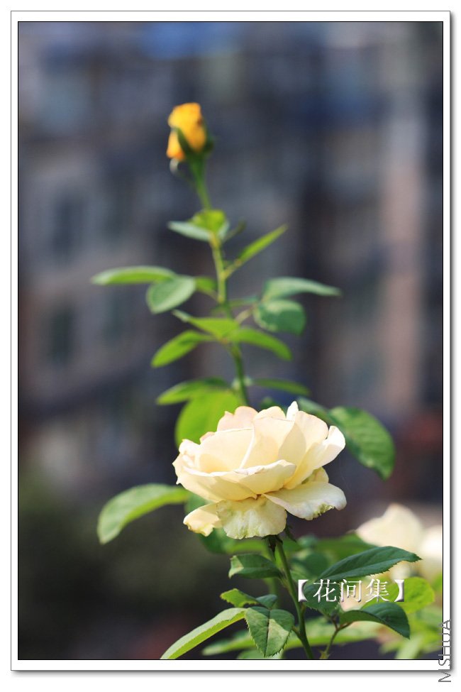 IMG_7643 ����.jpg