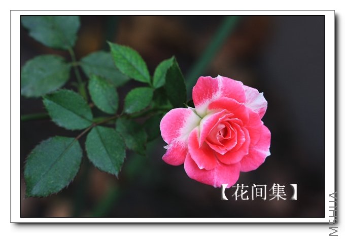 IMG_7628 ����.jpg