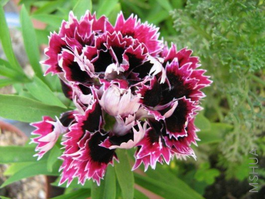 ���� 2012.jpg