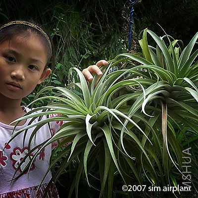 xerographica X brachycaulos.jpg